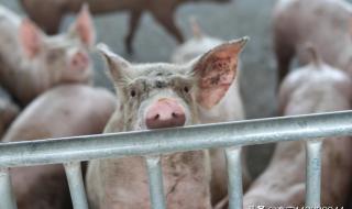 今日猪价2021.6.29 今日猪价2021.6.29
